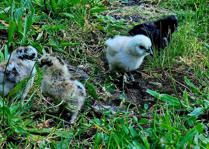 Glasshouse - Near River - Near - Near Ocean 롯지 포르투